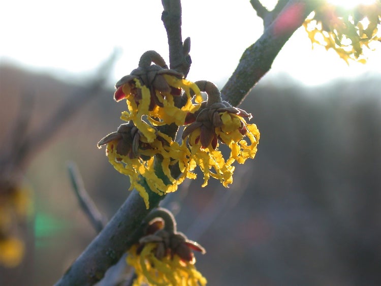 Hamamelis intermedia 'Arnold Promise', Zaubernuss, gelb, 60–80 cm