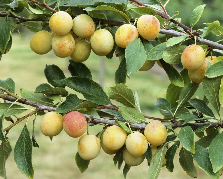 Prunus armeniaca 'Nancy Aprikose', Aprikose, 150–200 cm