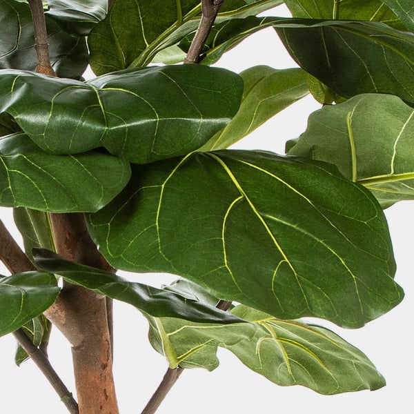 Detailansicht einer Geigenfeige mit großen grünen Blättern und ausgeprägten Blattadern am Stamm.