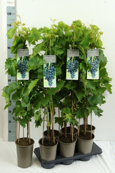 Mehrere Weintrauben Pflanzen der Sorte Vitis vinifera Muscat bleu in Töpfen mit Wachstumshilfe vor einer Messskala.