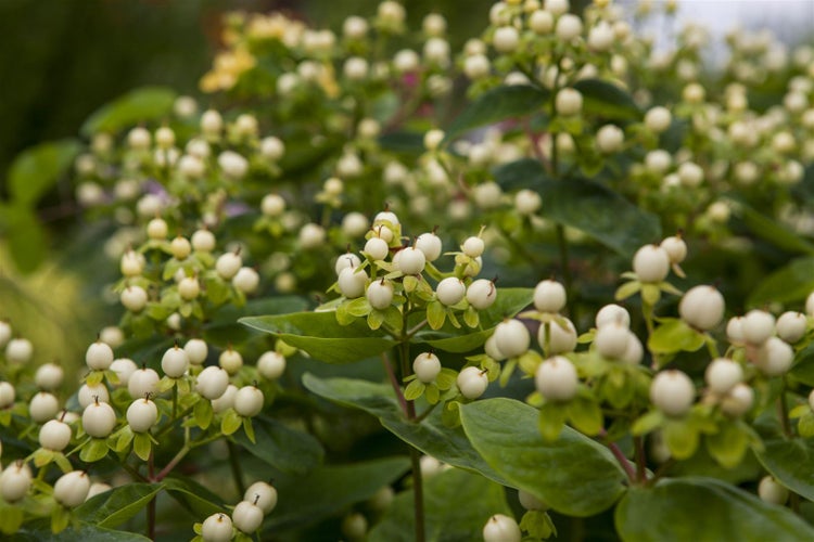 Hypericum inodorum 'Magical White' -R-, Johanniskraut, weiß, 20–30 cm