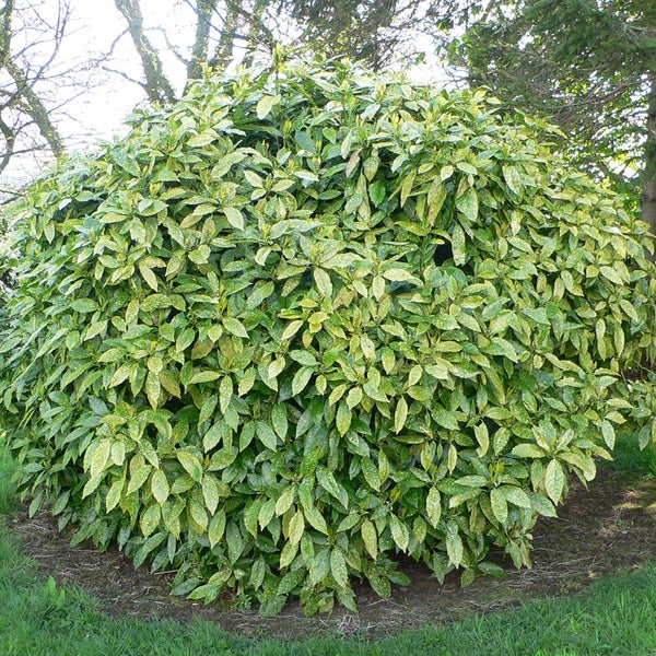 Im Bild ist ein kugelförmiger Kirbeerstrauch im Garten zu sehen.