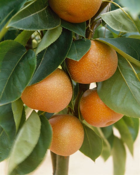 Pyrus pyrifolia 'Kumoi', Nashi-Birne, 150–200 cm, saftig-süß
