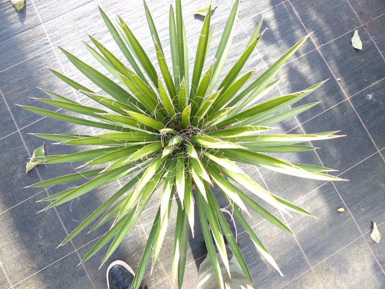 Yucca-Filamentosa 60 - 70cm , Palmlilie, Asparagaceae, Ferald's Yucca Winterhart -28 °C