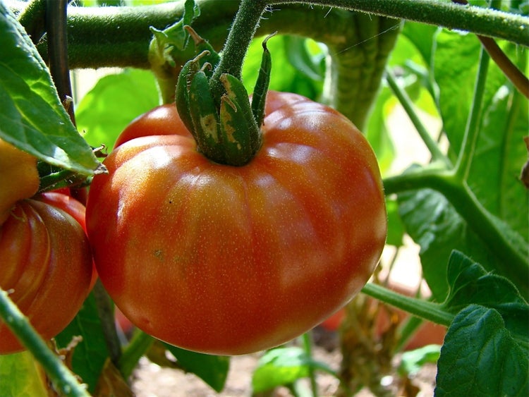 SAFLAX Garden to go - Tomate - Pink Brandywine - Lycopersicon esculentum - 10 Samen - Mit Topf, Klima - Deckel und Anzuchtsubstrat