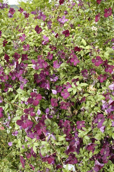 Clematis viticella 'Royal Velours', Waldrebe, samtrot, 40–60 cm
