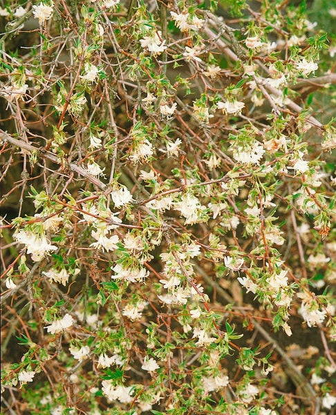 Lonicera purpusii, Wintergeißblatt, cremeweiße Blüten, 40–60 cm