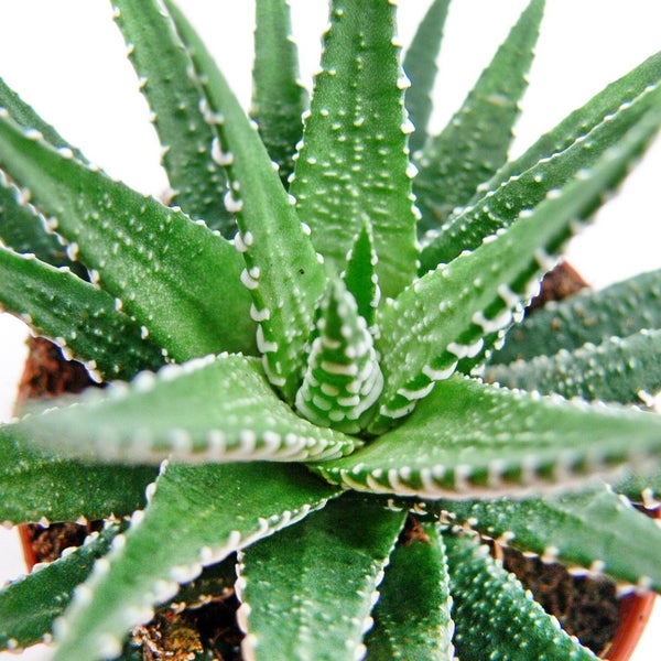 Haworthia fasciata - Zebra-Haworthie - im 8,5cm Topf
