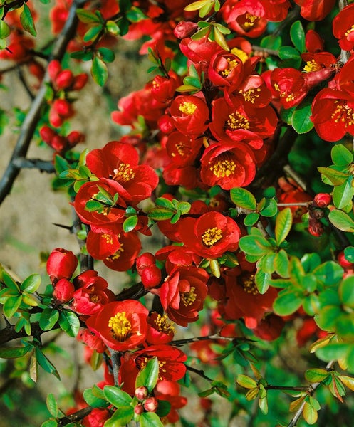 Chaenomeles 'Crimson and Gold', Zierquitte, rot-gelb, 40–60 cm