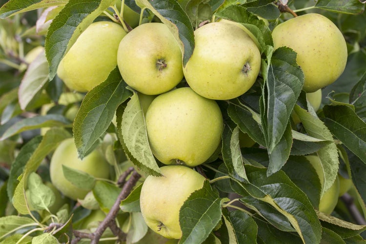 Malus 'Golden Delicious', Apfelbaum, gelb, 150–200 cm