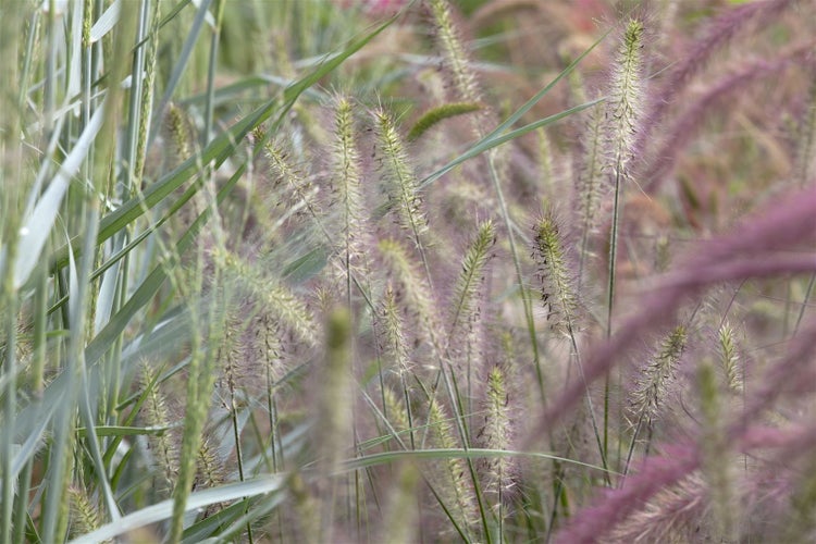 Pennisetum alopecuroides 'Hameln', Lampenputzergras, ca. 3-5 L Container