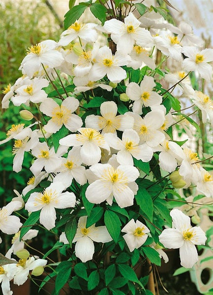 Clematis montana 'Superba', Berg-Waldrebe, rosa Blüten, 60–100 cm
