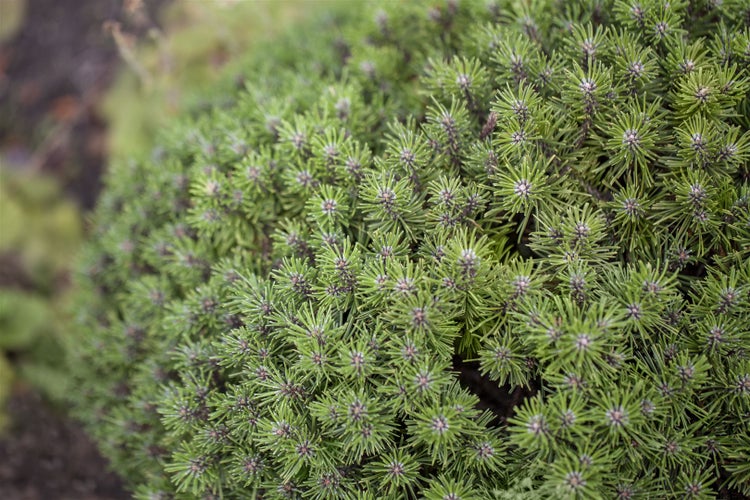 Nahaufnahme einer Zwergkiefer mit grünen Nadeln