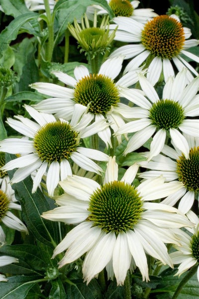 Echinacea purpurea 'Kim's Mophead', Sonnenhut, rosa, ca. 11x11 cm Topf