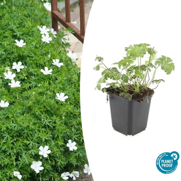Bodendecker - Schnee-Storchschnabel - Geranium sanguineum 'Album' - 9cm Topf - Set mit 6 Pflanzen