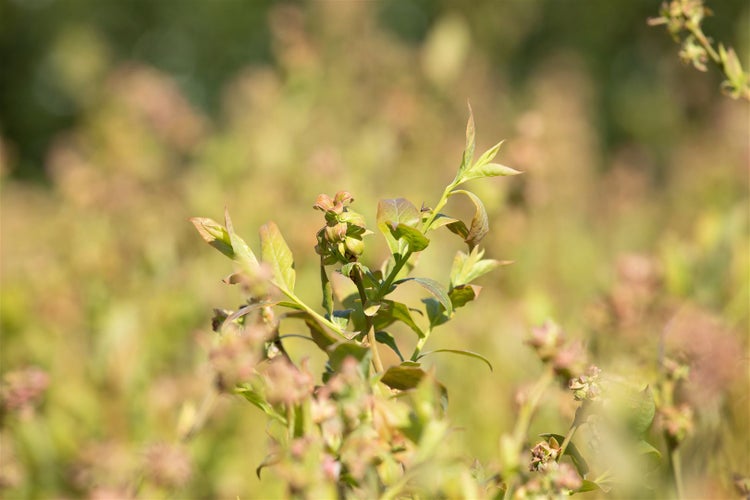 Nahaufnahme einer Heidelbeere mit frischen jungen Blättern und Knospen im Garten