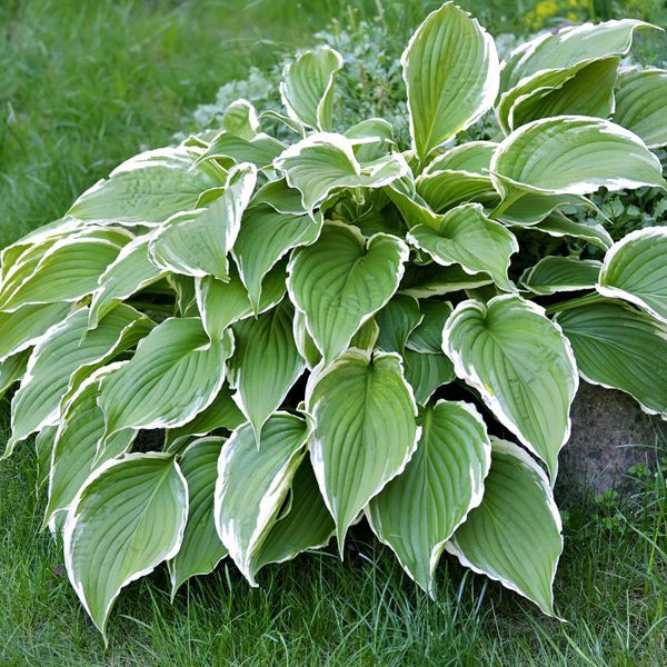 Funkie Pflanze mit großen Blättern im Garten