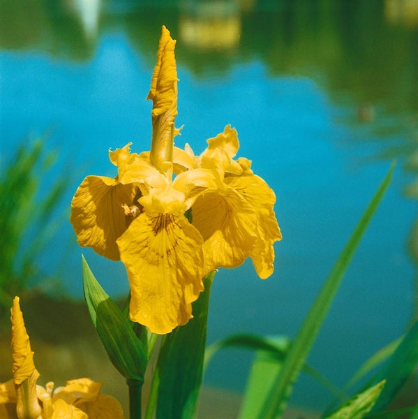 Gelbe Sumpf-Schwertlilie im Teich