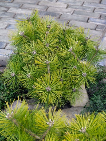 Pinus densiflora 'Jane Kluis', Japanische Rotkiefer, 25–30 cm