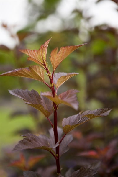 Physocarpus opulifolius 'Amber Jubilee', Blasenspiere, 60–80 cm