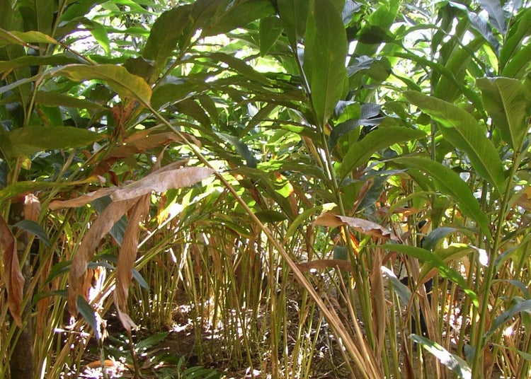 SAFLAX Garden to go - Kardamom - Elettaria cardamomum - 20 Samen - Mit Topf, Klima - Deckel und Anzuchtsubstrat