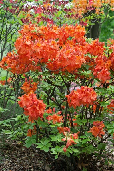 Azaleenstrauch mit orangefarbenen Blüten
