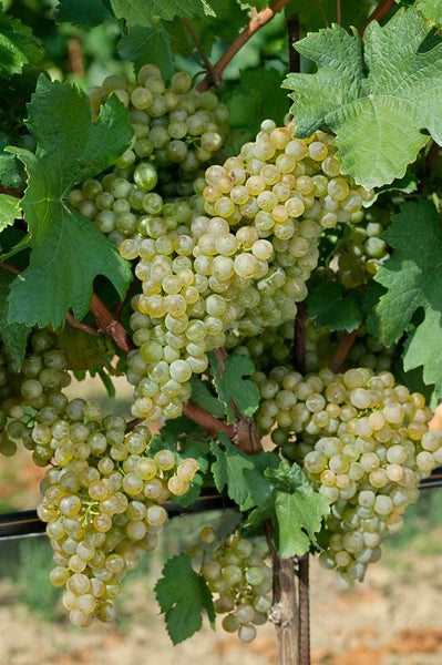 Vitis vinifera, Weinrebe, weiß, 40–60 cm