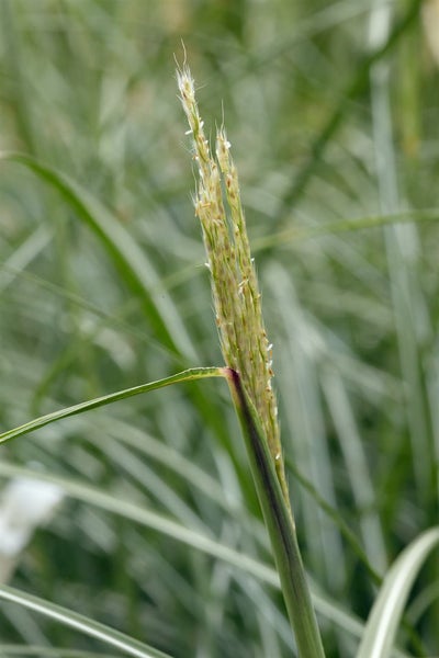 Miscanthus sinensis 'Hermann Müssel', Chinaschilf, ca. 11x11 cm Topf