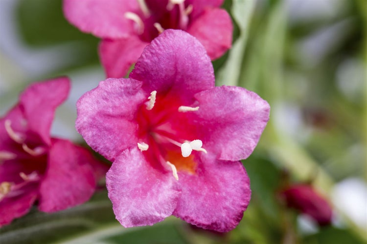 Weigela 'Bristol Ruby', Weigelie, rubinrot, 60 cm Stammhöhe
