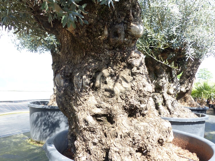 exakt dieser Baum Nr. 24L, 210 cm, Olivenbaum, Bonsai, knorrige alte urige Olive winterhart