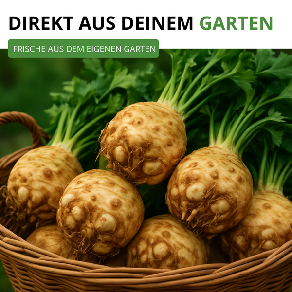 Frischer Knollensellerie mit Blattgrün in einem Weidenkorb. Aufschrift direkt aus deinem Garten.