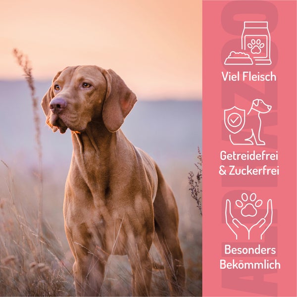 Porträt eines Hundes mit Informationen zu Hundefutter: viel Fleisch, getreidefrei und zuckerfrei, besonders bekömmlich
