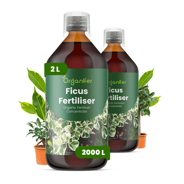 Organifer Ficus-Dünger, organisches Düngerkonzentrat, 2 Liter Flaschen für 2000 Liter Gießwasser, mit Ficus-Pflanzen.