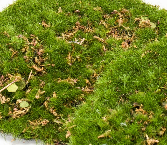 Nahaufnahme von grünem Moos für Dekoration oder Terrarien.