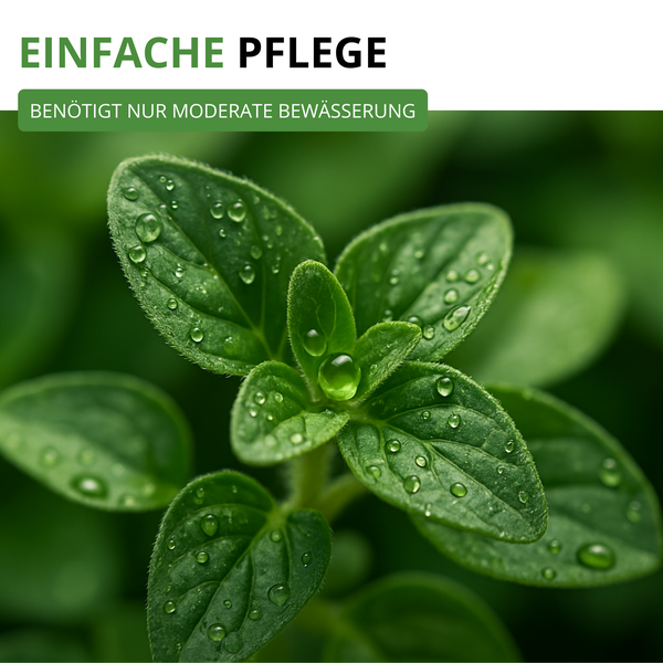 Oregano-Blätter mit Wassertropfen und Text zur einfachen Pflege und moderaten Bewässerung.