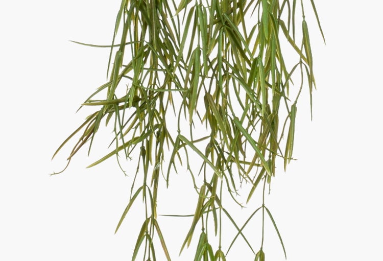 Hängepflanze mit schmalen, spitzen Blättern