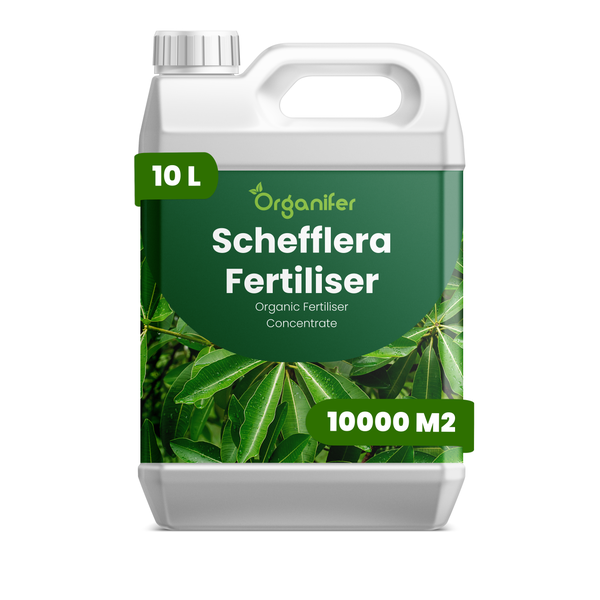 Organifer Schefflera Dünger, organisches Düngerkonzentrat in einem 10 Liter Kanister, ausreichend für 10000 Quadratmeter.