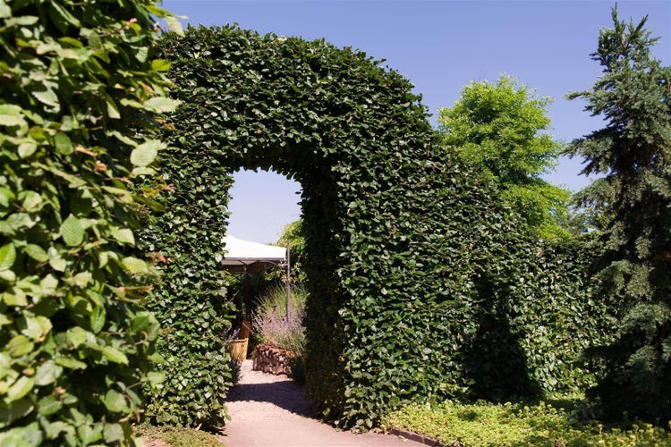 Carpinus betulus, Hainbuche, 150–175 cm