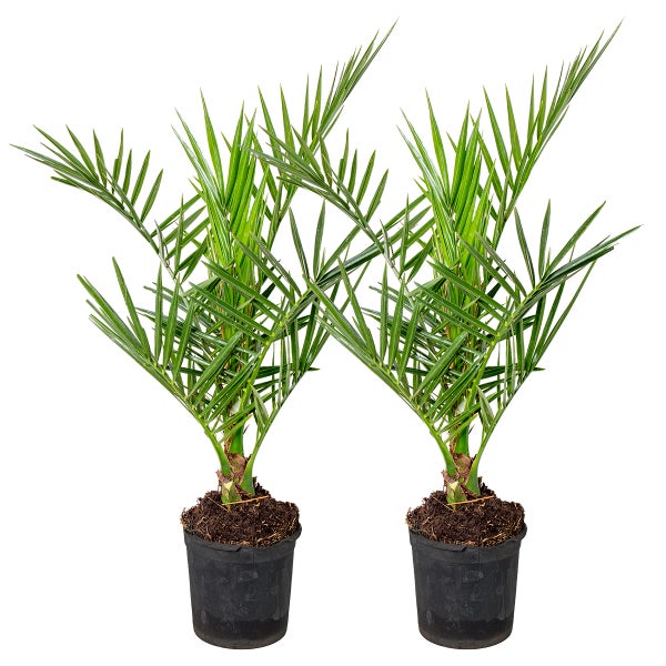 2x Phoenix Canariensis - Kanarische Dattelpalme - Winterhart - ⌀15 cm - ↕50-70 cm