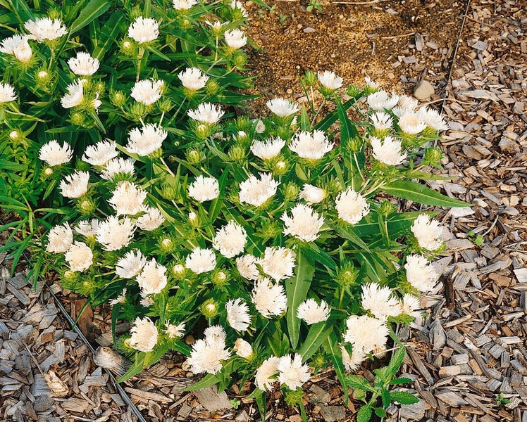 Gruppe von Glattblatt-Aster-Pflanzen im Garten