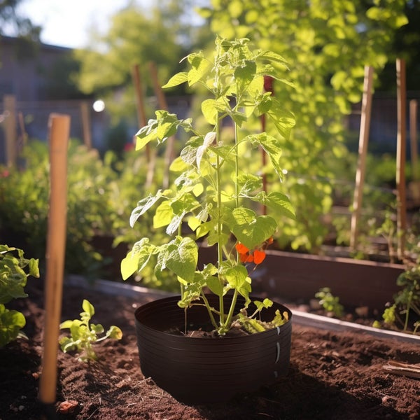 Eine junge Pflanze in einem schwarzen Pflanztopf in einem sonnigen Gartenbeet mit Holzpflanzstäben.