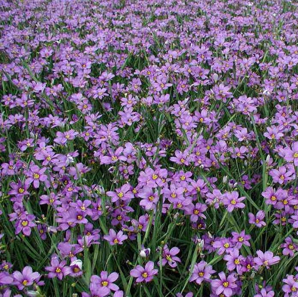 Feld mit blauen Büschelblumen