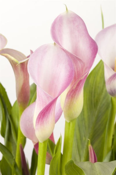 Zantedeschia aethiopica, Calla, weiß, ca. 9x9 cm Topf