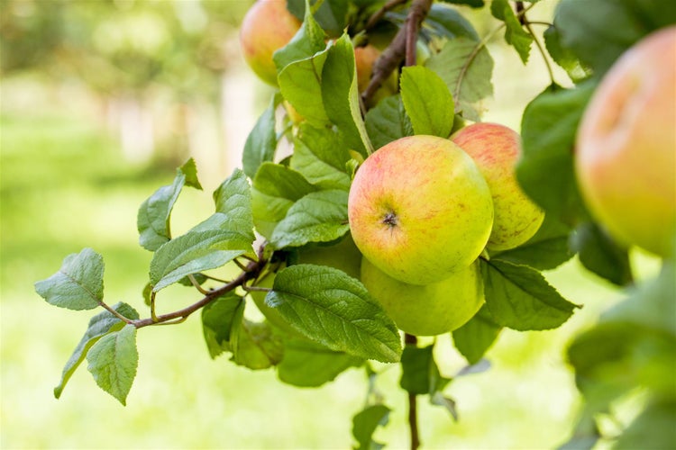 Malus 'Roter Berlepsch', Apfelbaum, 40 cm Stammhöhe