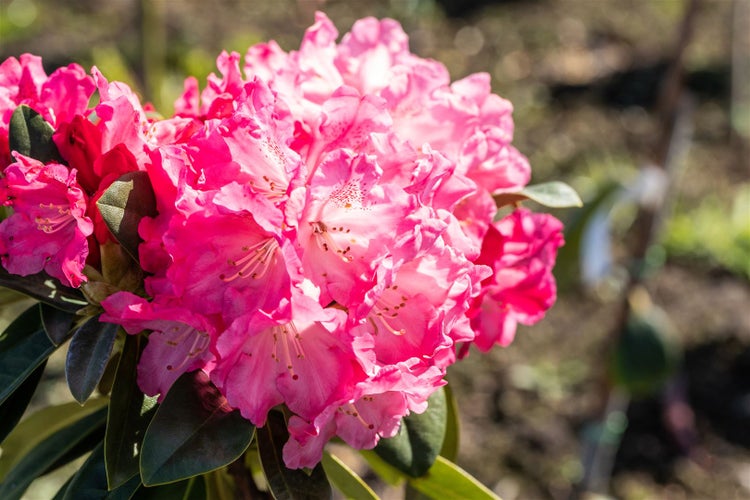 Rhododendron yakushimanum 'Morgenrot', rosa Blüten, 30–40 cm