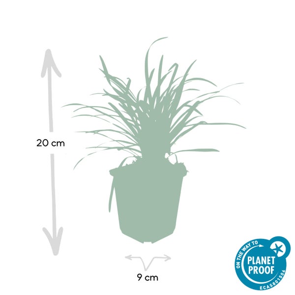 Zimmerpflanze im Topf, Höhe 20 cm, Topfdurchmesser 9 cm, Planet Proof Siegel
