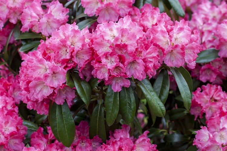 Rhododendron Hybr. 'Germania', Rhododendron, rosa, 40–50 cm
