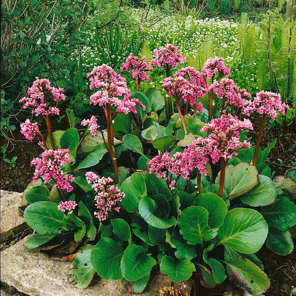 Bergenia cordifolia, Riesensteinbrech, rosa Blüten, ca. 11x11 cm Topf