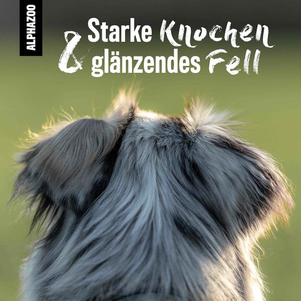ALPHAZOO Bierhefe Pulver 750g für Hunde und Katzen I Reine Hefe I Vitamin B Komplex