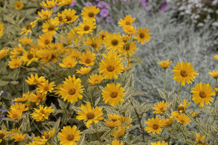 Heliopsis scabra 'Mars', Sonnenauge, gelb, ca. 11x11 cm Topf